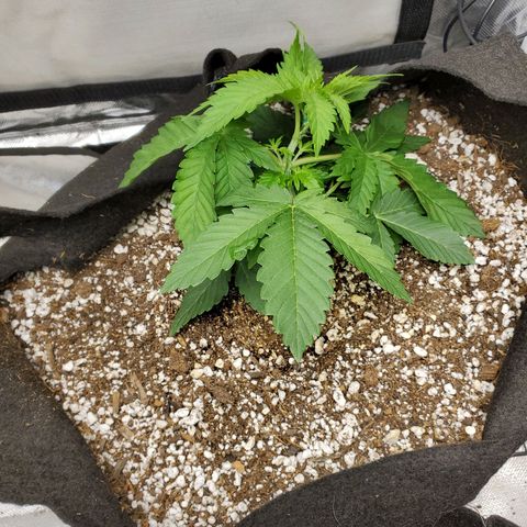 Bubba's Gift growlog photo: Bend no 2