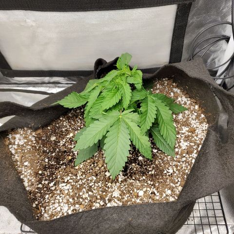 Bubba's Gift growlog timeline photo