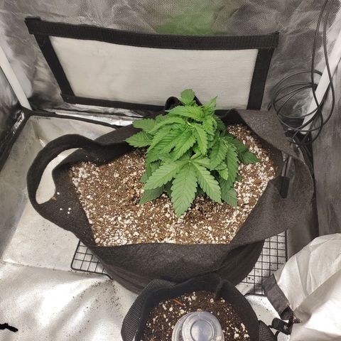 Bubba's Gift growlog photo: Before some light fan leaf removal
