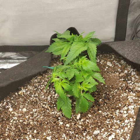 Bubba's Gift growlog photo: After some fan leaf removal.
