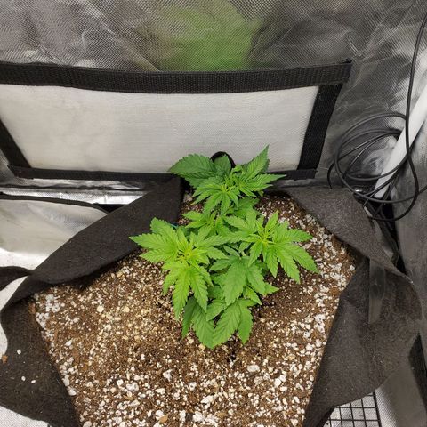 Bubba's Gift growlog photo: Starting to bounce back from the lst and light fan leaf removal.