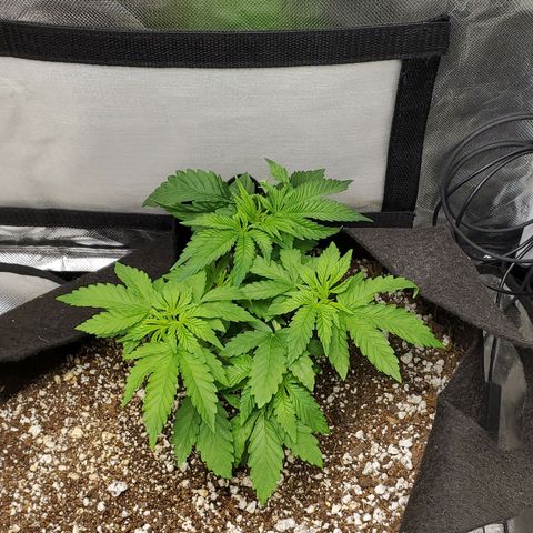 Bubba's Gift growlog photo: Right before watering