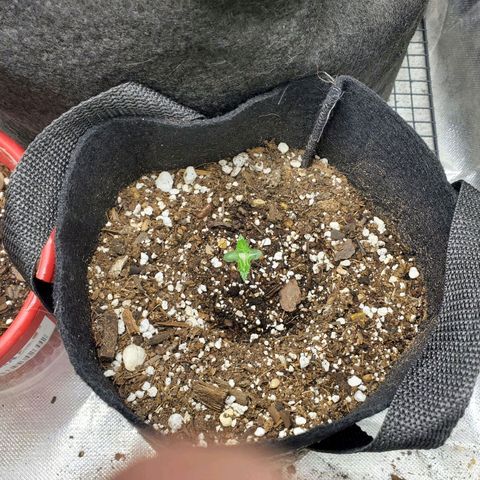 Bubblegum growlog photo