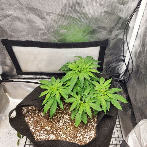 Bubba's Gift growlog photo: Bending is starting to shape up nice.