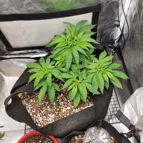 Bubba's Gift growlog photo: Light defoliation to expose more light to the inside growth.