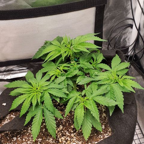 Bubba's Gift growlog photo: Light defoliation to expose more light to the inside growth.