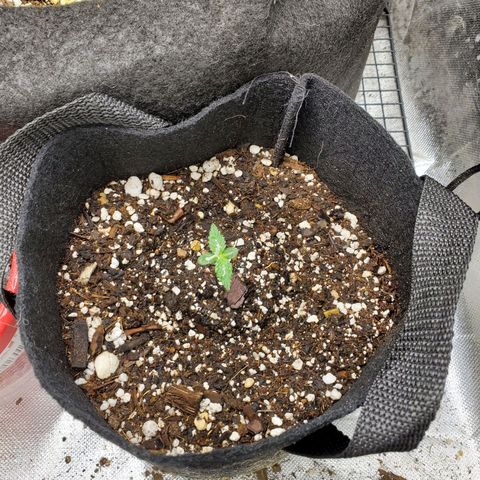Bubblegum growlog photo