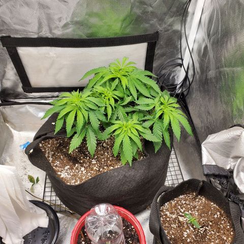 Bubba's Gift growlog timeline photo