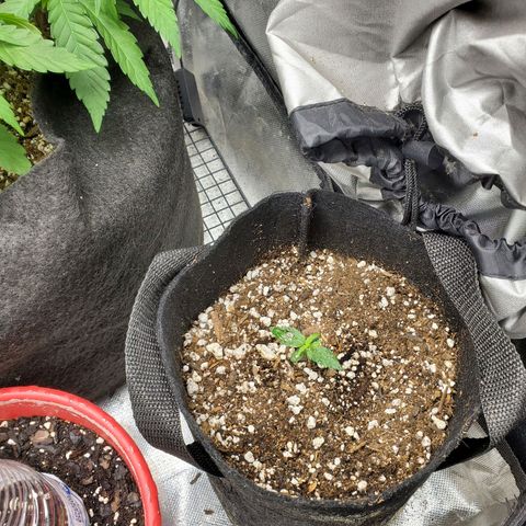 Bubblegum growlog photo