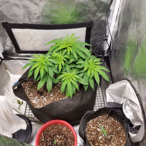Bubba's Gift growlog timeline photo
