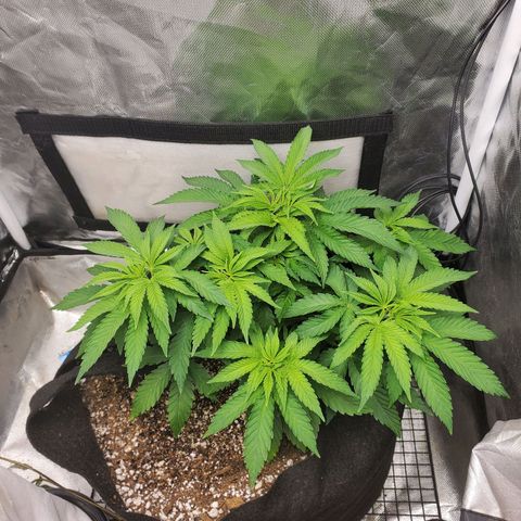 Bubba's Gift growlog timeline photo
