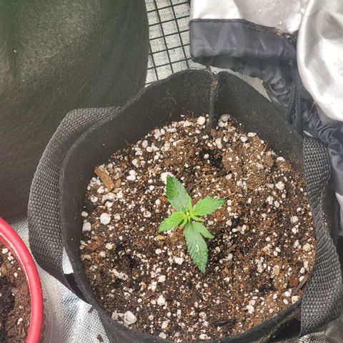 Bubblegum growlog timeline photo