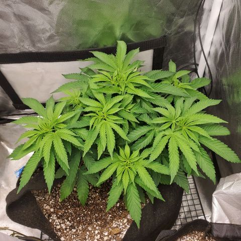 Bubba's Gift growlog timeline photo