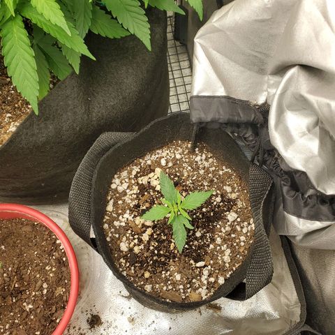 Bubblegum growlog timeline photo