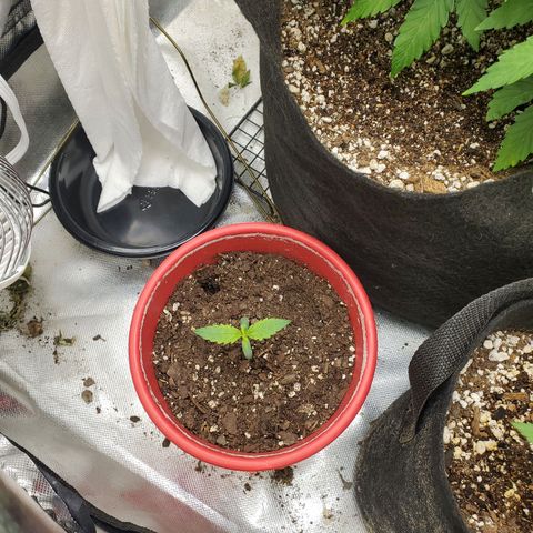Meph bag growlog timeline photo