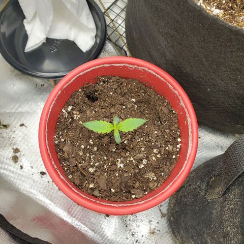 Meph bag growlog timeline photo