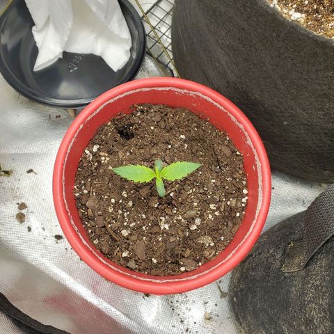 Meph bag growlog timeline photo