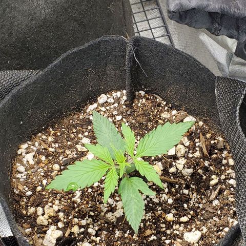 Bubblegum growlog timeline photo