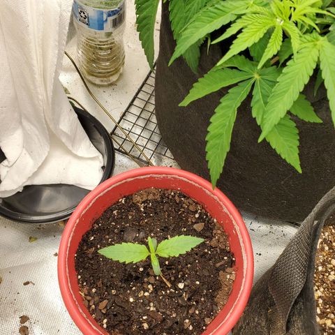 Meph bag growlog timeline photo