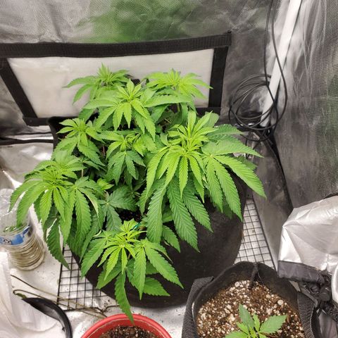 Bubba's Gift growlog timeline photo