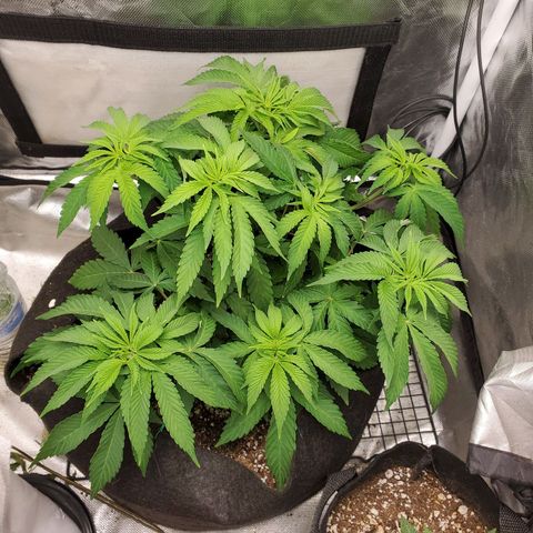 Bubba's Gift growlog timeline photo