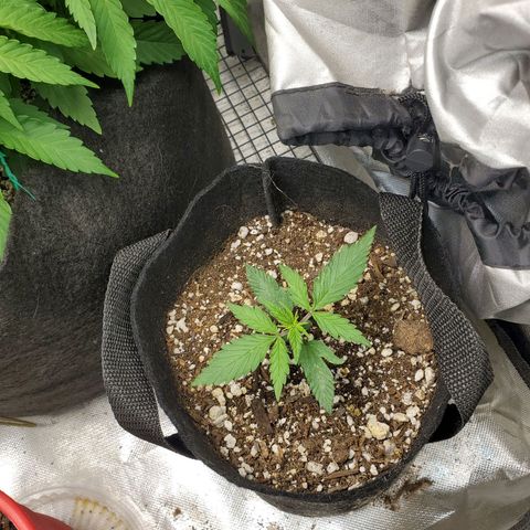 Bubblegum growlog timeline photo