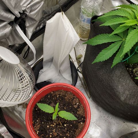 Meph bag growlog timeline photo