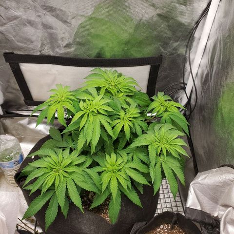 Bubba's Gift growlog timeline photo