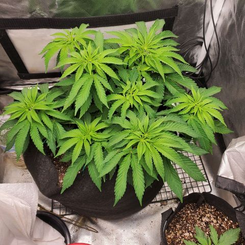 Bubba's Gift growlog timeline photo