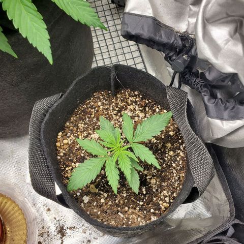 Bubblegum growlog timeline photo