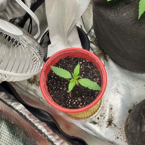 Meph bag growlog timeline photo