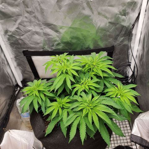 Bubba's Gift growlog timeline photo