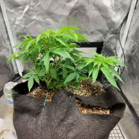 Bubba's Gift growlog timeline photo