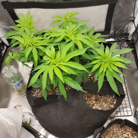 Bubba's Gift growlog timeline photo