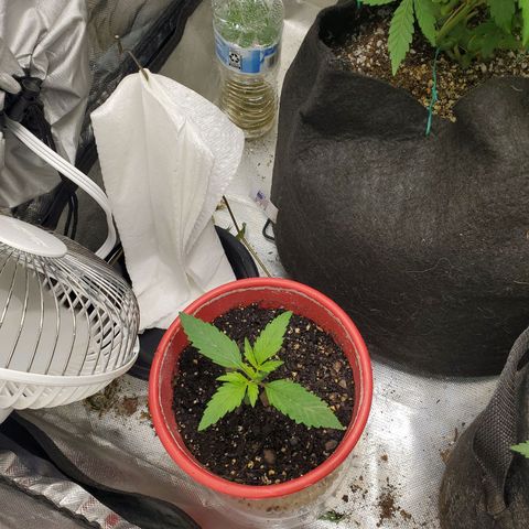 Meph bag growlog timeline photo