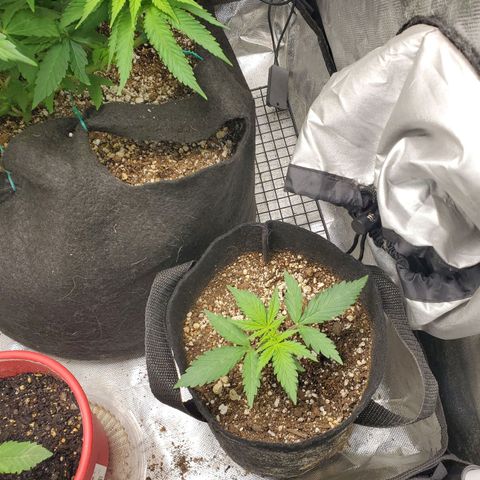 Bubblegum growlog timeline photo