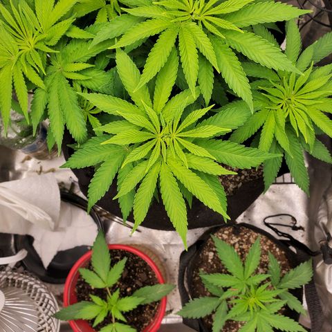 Bubba's Gift growlog timeline photo