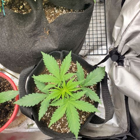 Bubblegum growlog timeline photo
