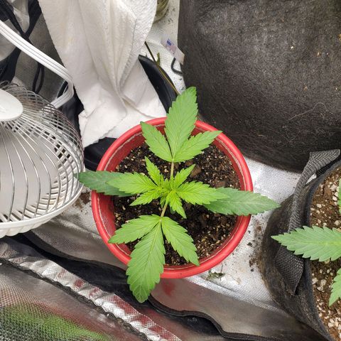 Meph bag growlog timeline photo