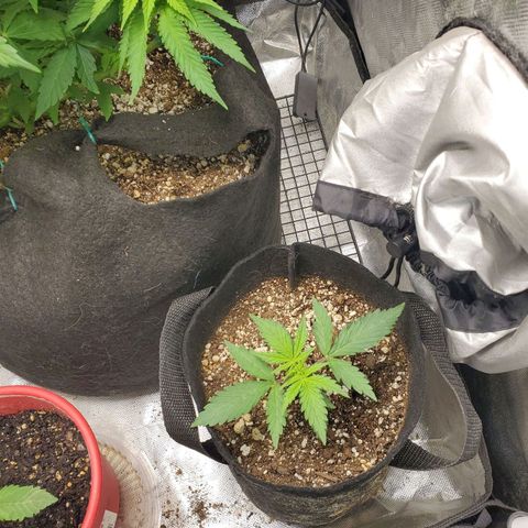 Bubblegum growlog timeline photo