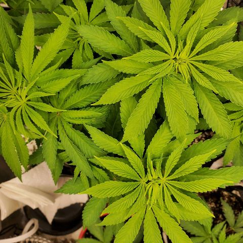 Bubba's Gift growlog timeline photo