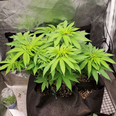 Bubba's Gift growlog timeline photo