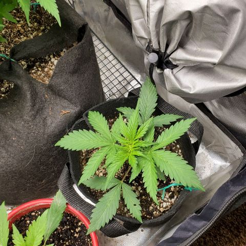 Bubblegum growlog timeline photo