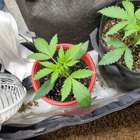 Meph bag growlog timeline photo