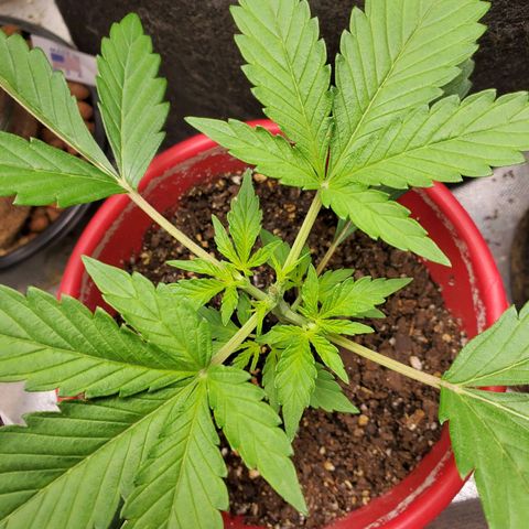Meph bag growlog timeline photo