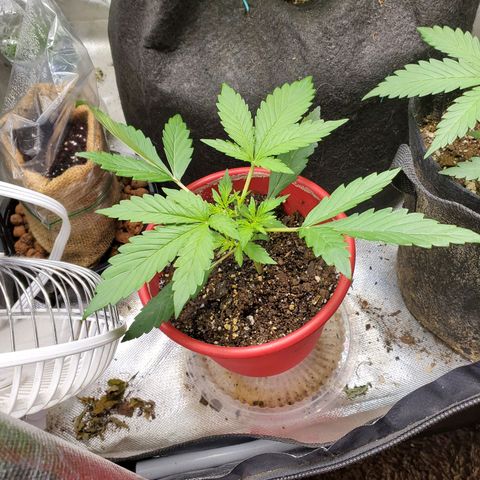 Meph bag growlog timeline photo