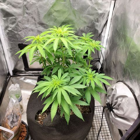 Bubba's Gift growlog timeline photo
