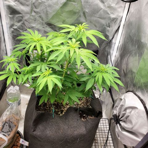 Bubba's Gift growlog timeline photo