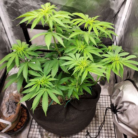 Bubba's Gift growlog photo: After defoliation cleanup for light penetration