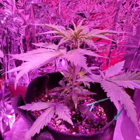 Bubblegum growlog timeline photo